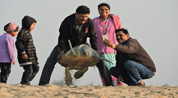Olive Ridley sea turtles 